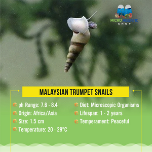 Malaysian Trumpet Snails Micro Aquatic Shop