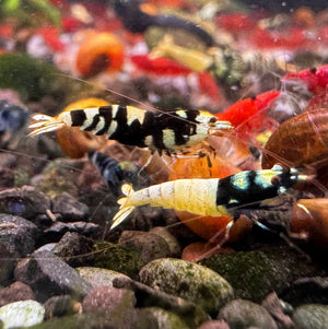 Mix Caridina Shrimp - Random Color 2-3cm Show Micro Aquatic Shop