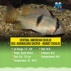 Central American Cichlid –Geo. guianacara dacrya - Bandit Cichlid