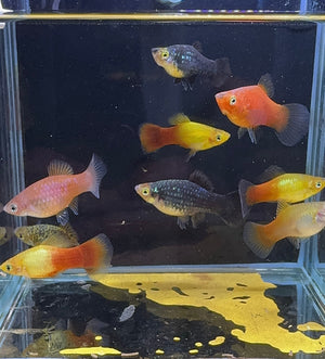 Platies – Multicolor 3cm Micro Aquatic Shop