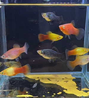 Platies – Multicolor 3cm Micro Aquatic Shop