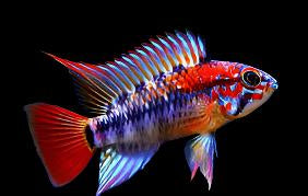 Dwarf American Cichlid – Apistogramma Macmasteria Super Red - Rare Micro Aquatic Shop