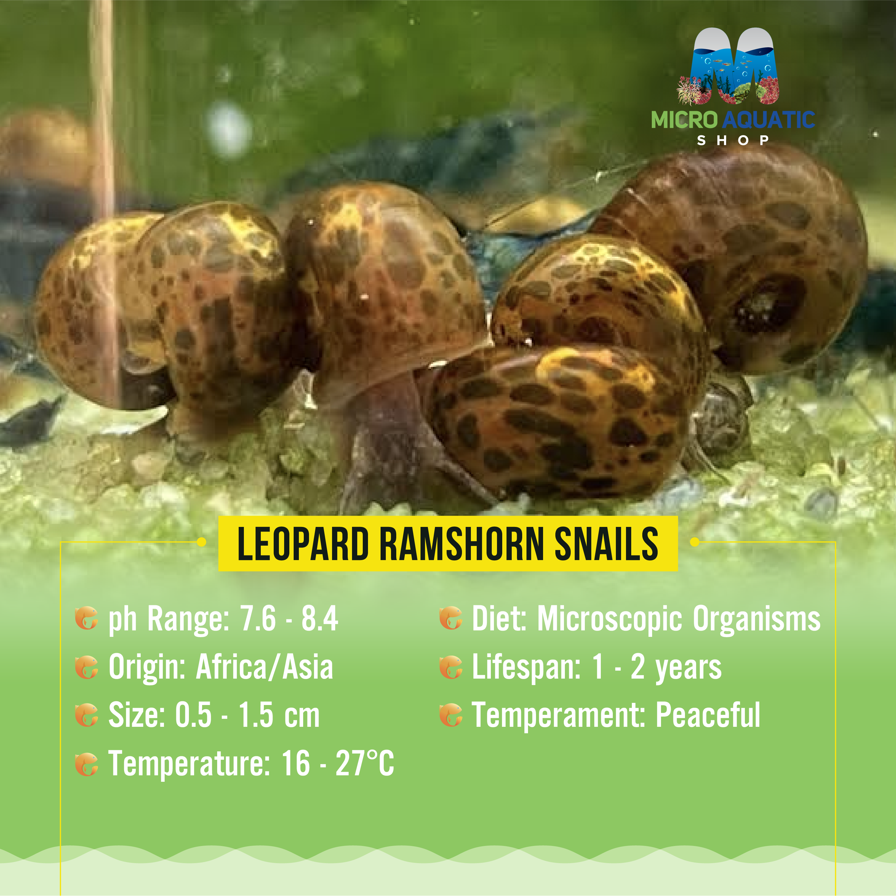 Ramshorn Snail - Brown Leopard