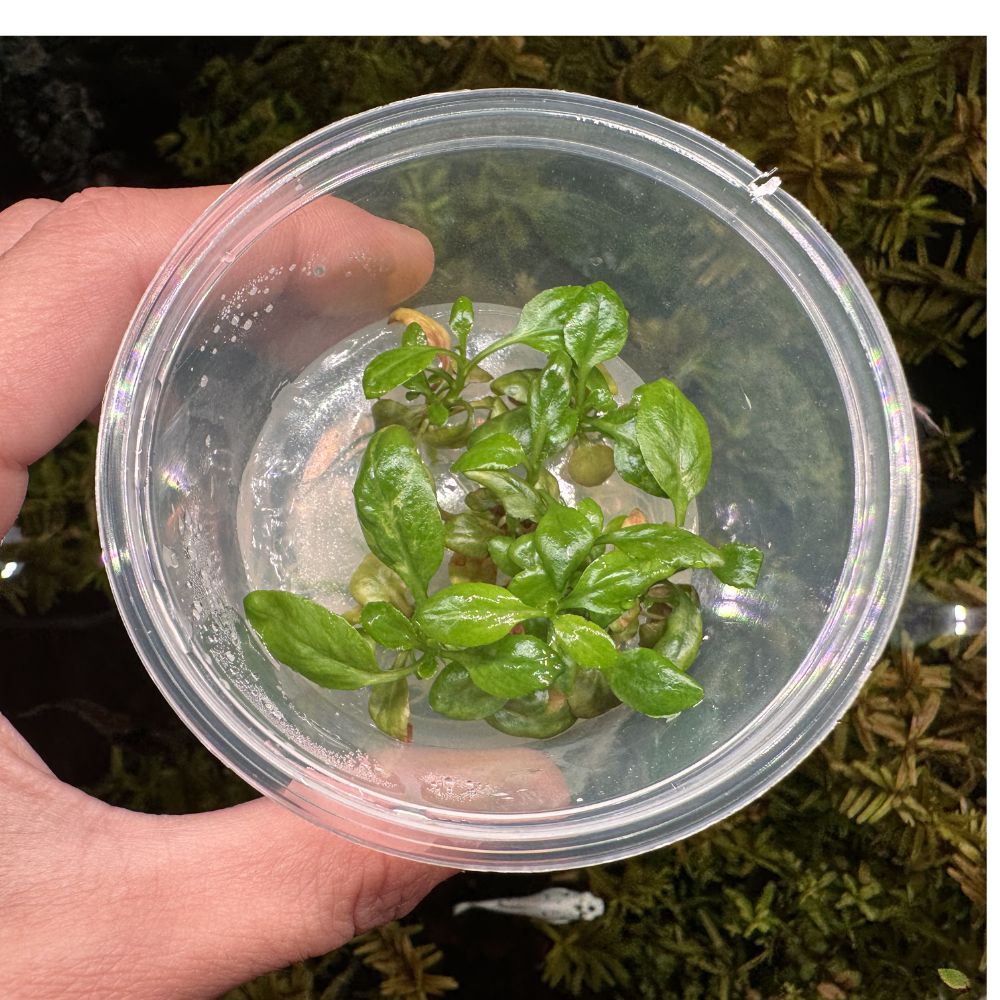 Tissue Culture -Lobelia cardinalis Micro Aquatic Shop