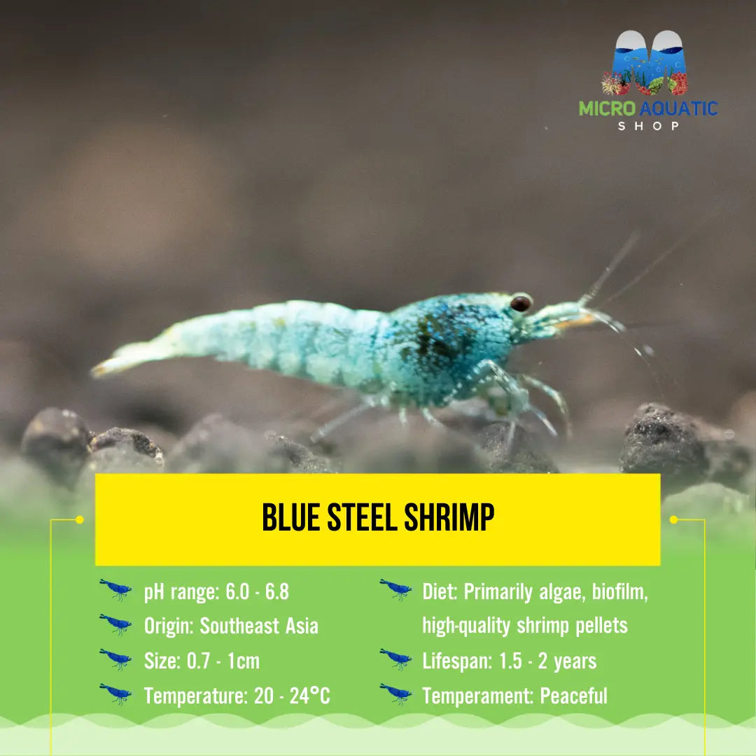 Blue Steel Shrimp Micro Aquatic Shop