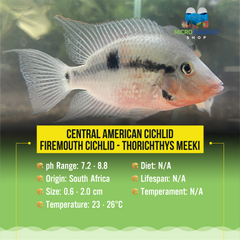 Central American Cichlid – Firemouth cichlid -Thorichthys meeki