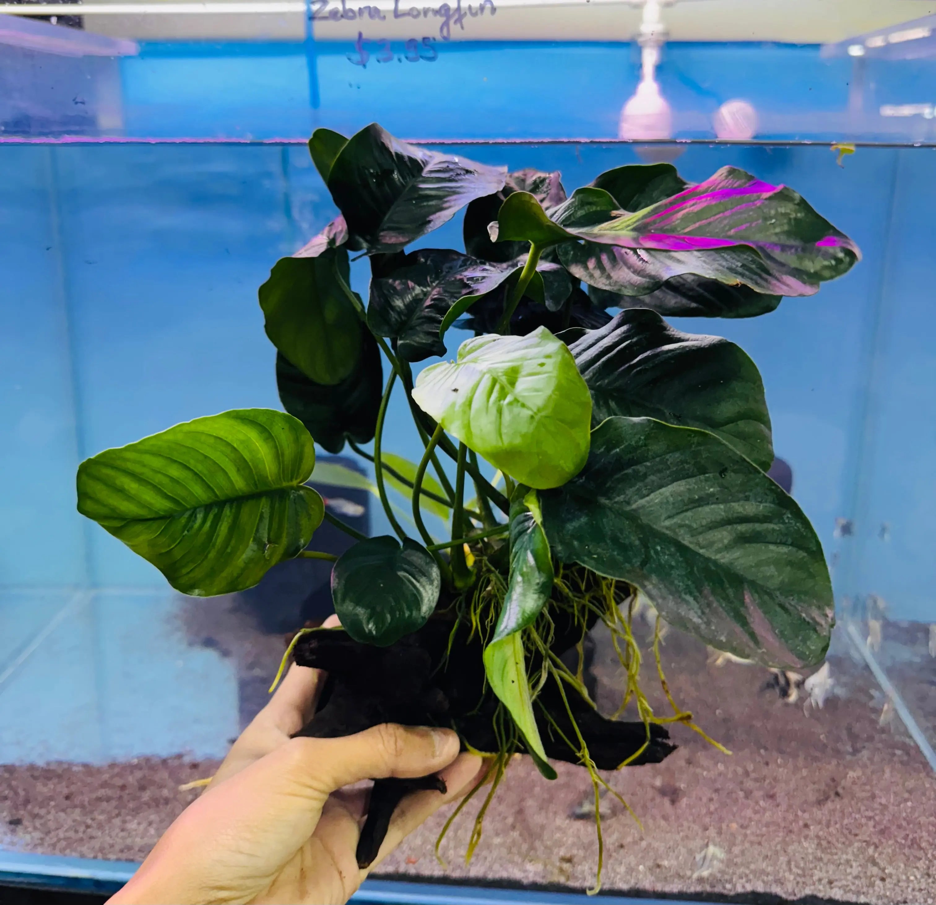 Anubias on Medium Driftwood 20cm Micro Aquatic Shop