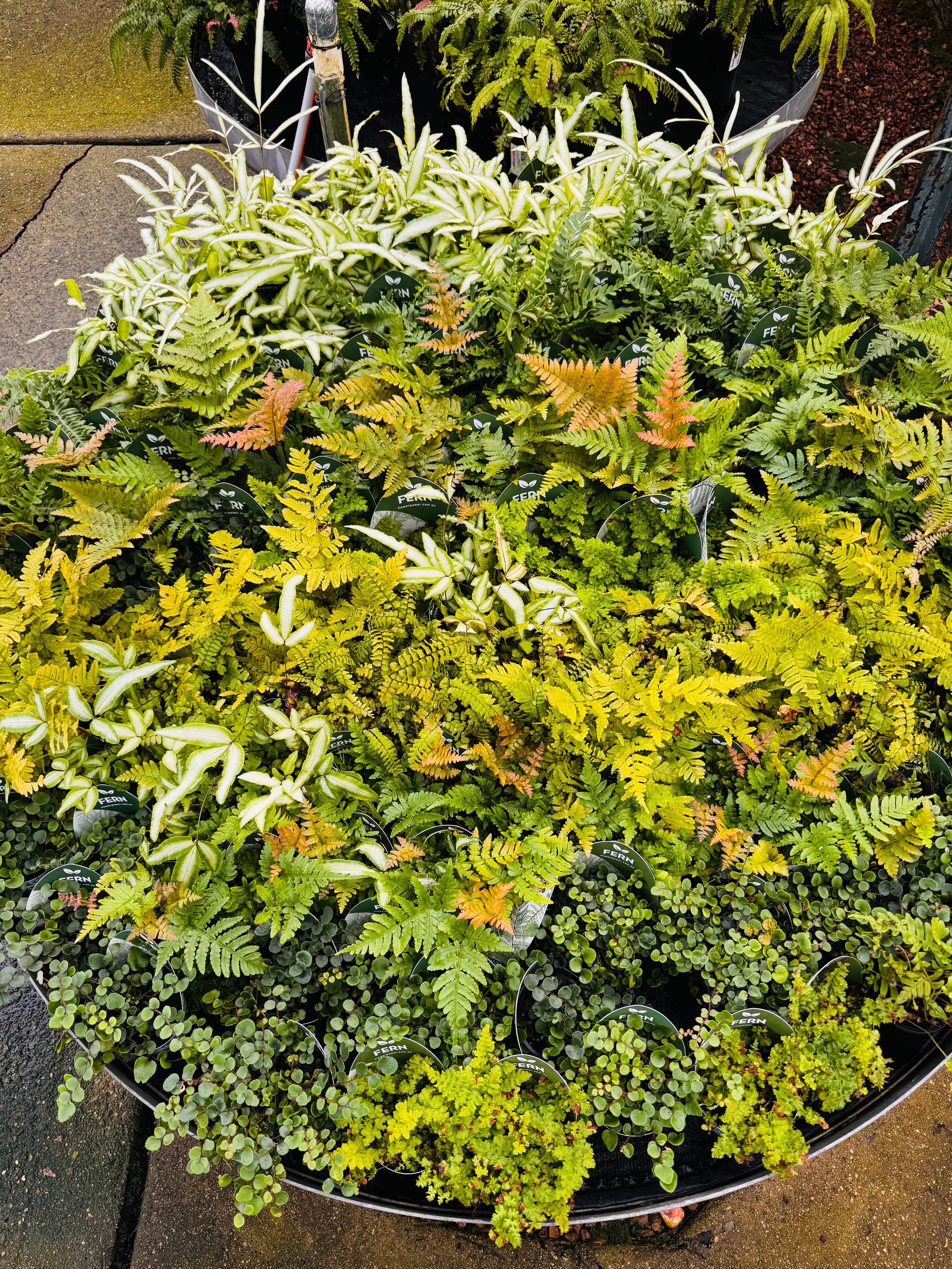 Terra- Fern Dryopteris ‘Crispa Whiteside