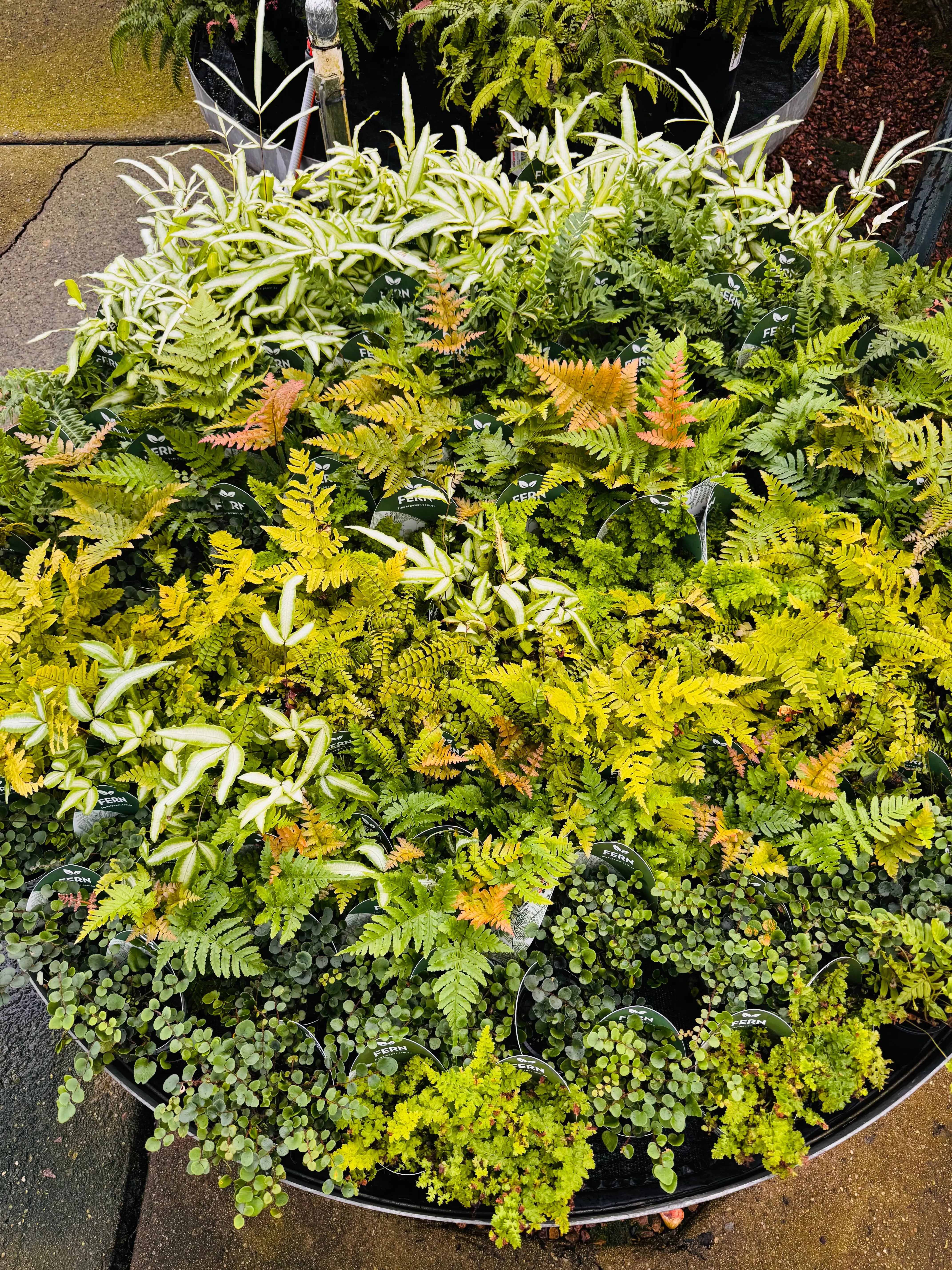 Terra- Fern Dryopteris ‘Crispa Whiteside Micro Aquatic Shop