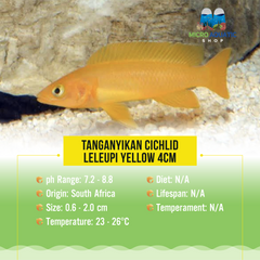Tanganyikan Cichlid – Leleupi Yellow 4cm