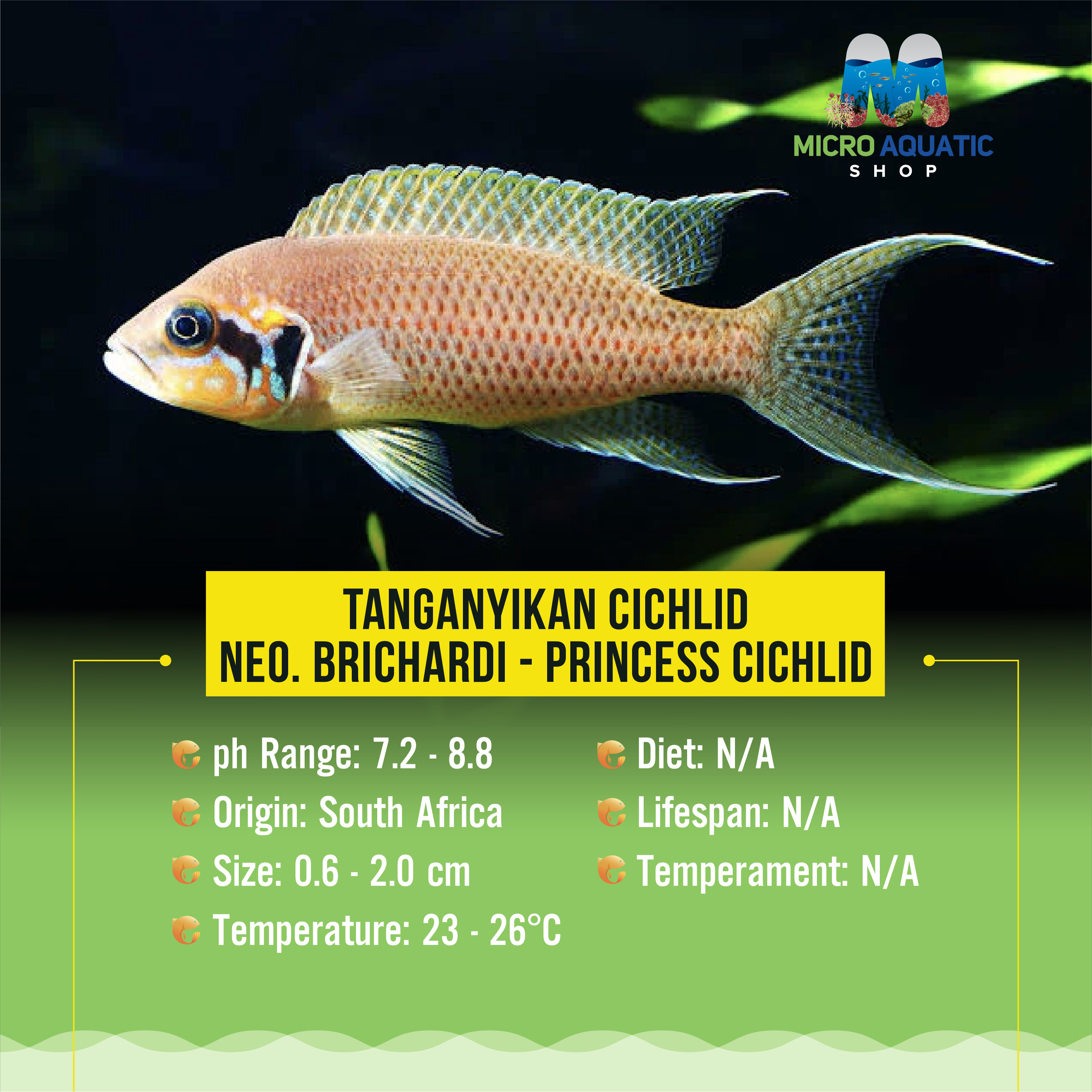 Tanganyikan Cichlid – Neo. Brichardi - Princess Cichlid 4cm