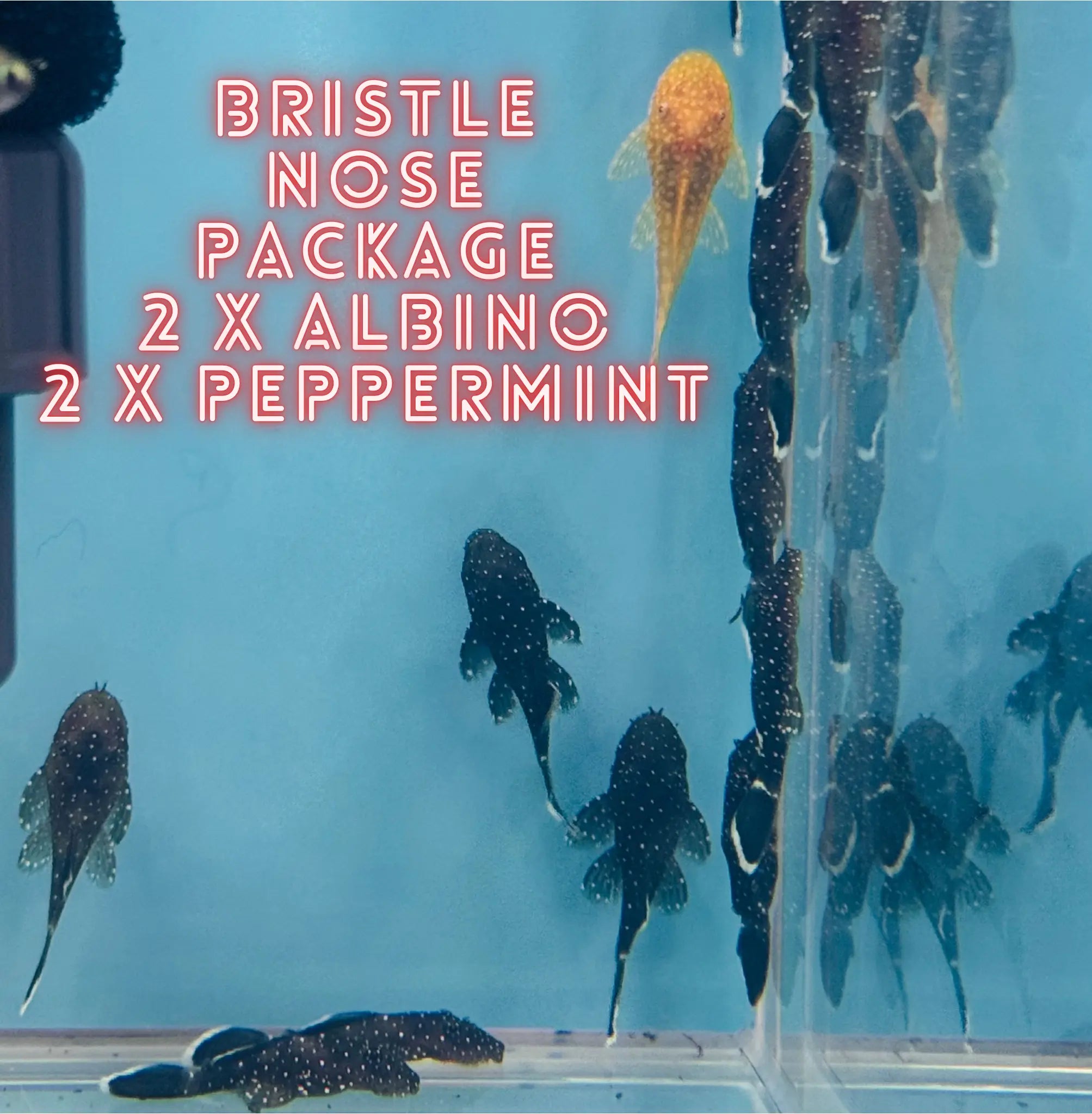 4 x Bristle nose Package Micro Aquatic Shop