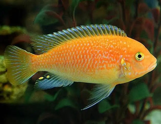 African Cichlid – Red Zebra Pulu Point 5cm Micro Aquatic Shop