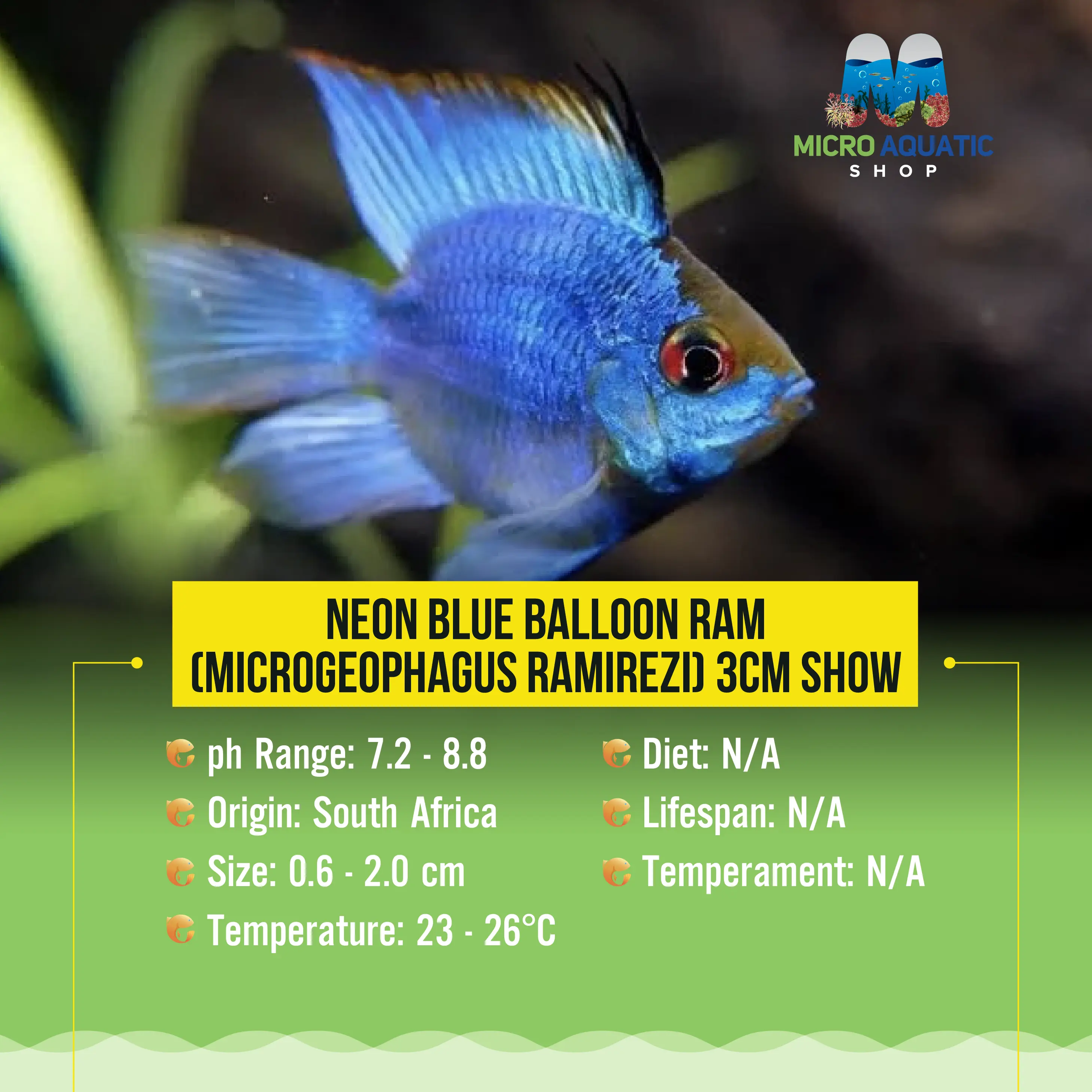 Neon Blue Balloon Ram (Microgeophagus ramirezi) 3cm Micro Aquatic Shop