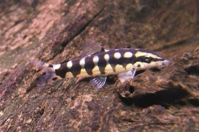Dwarf Chain Loach - Sidthimunki Loach Micro Aquatic Shop
