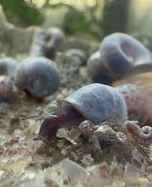 Flash Sale Ramshorn Snail - Blue leopard Micro Aquatic Shop