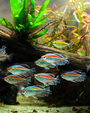 Buy 10 Get 5 Free Tetra - Congo 4-5cm Micro Aquatic Shop