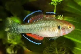 Australian Native – Empire Gudgen (Hypseleotris Compressa )
4cm Micro Aquatic Shop
