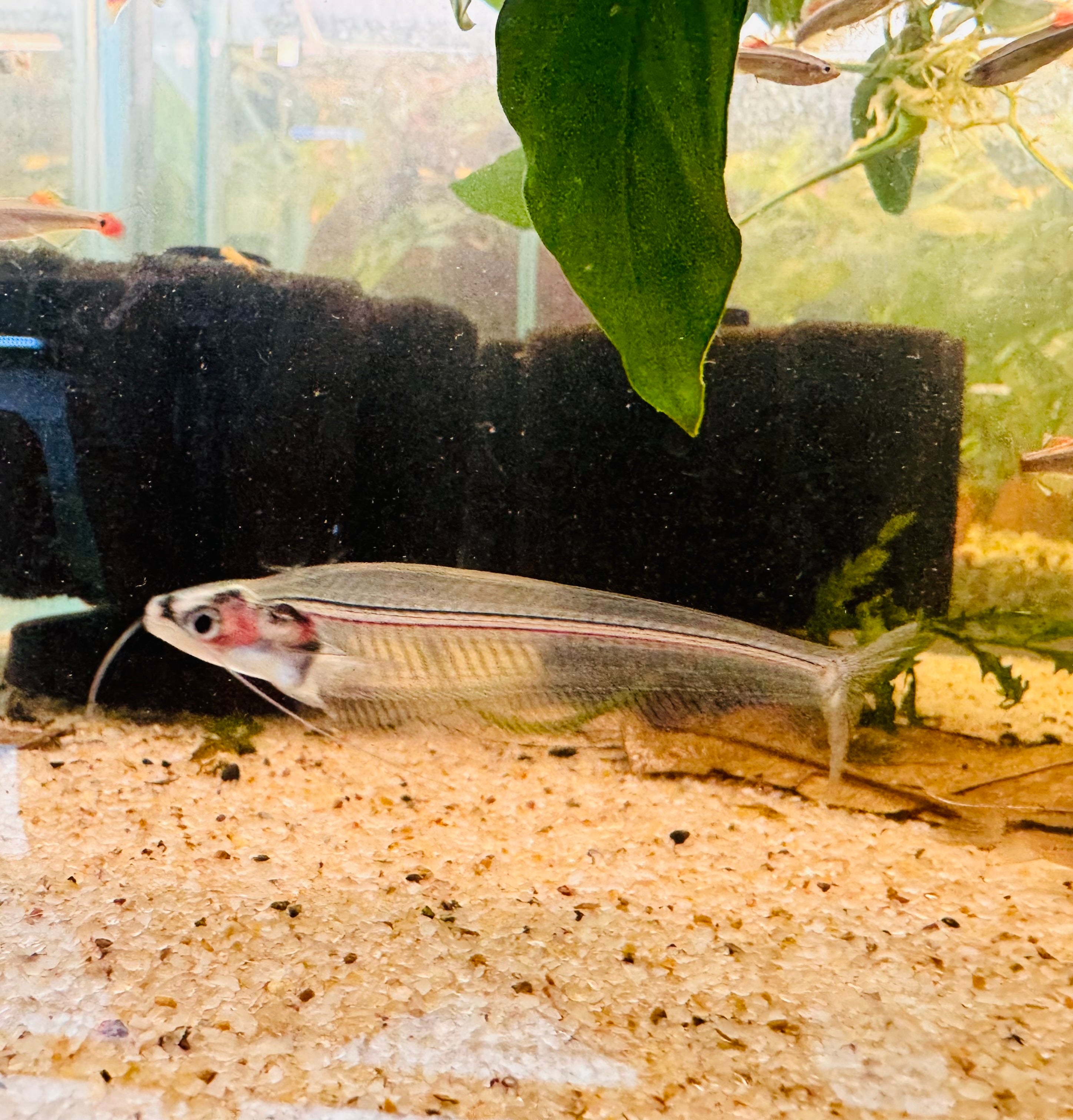 Skeleton - Glass Catfish