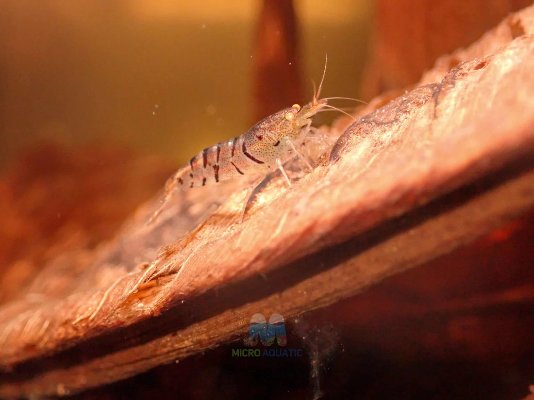 Mix Color Orange Eyes Tiger Shrimp