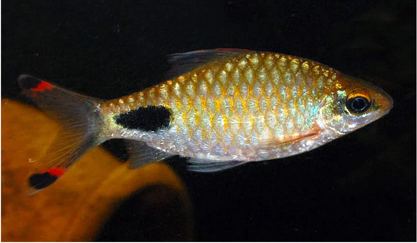 Barb - Filament Red Fins 5cm Show Micro Aquatic Shop