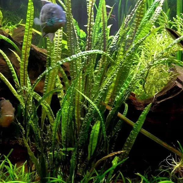 Cryptocoryne TONKINENSIS - Rare Micro Aquatic Shop