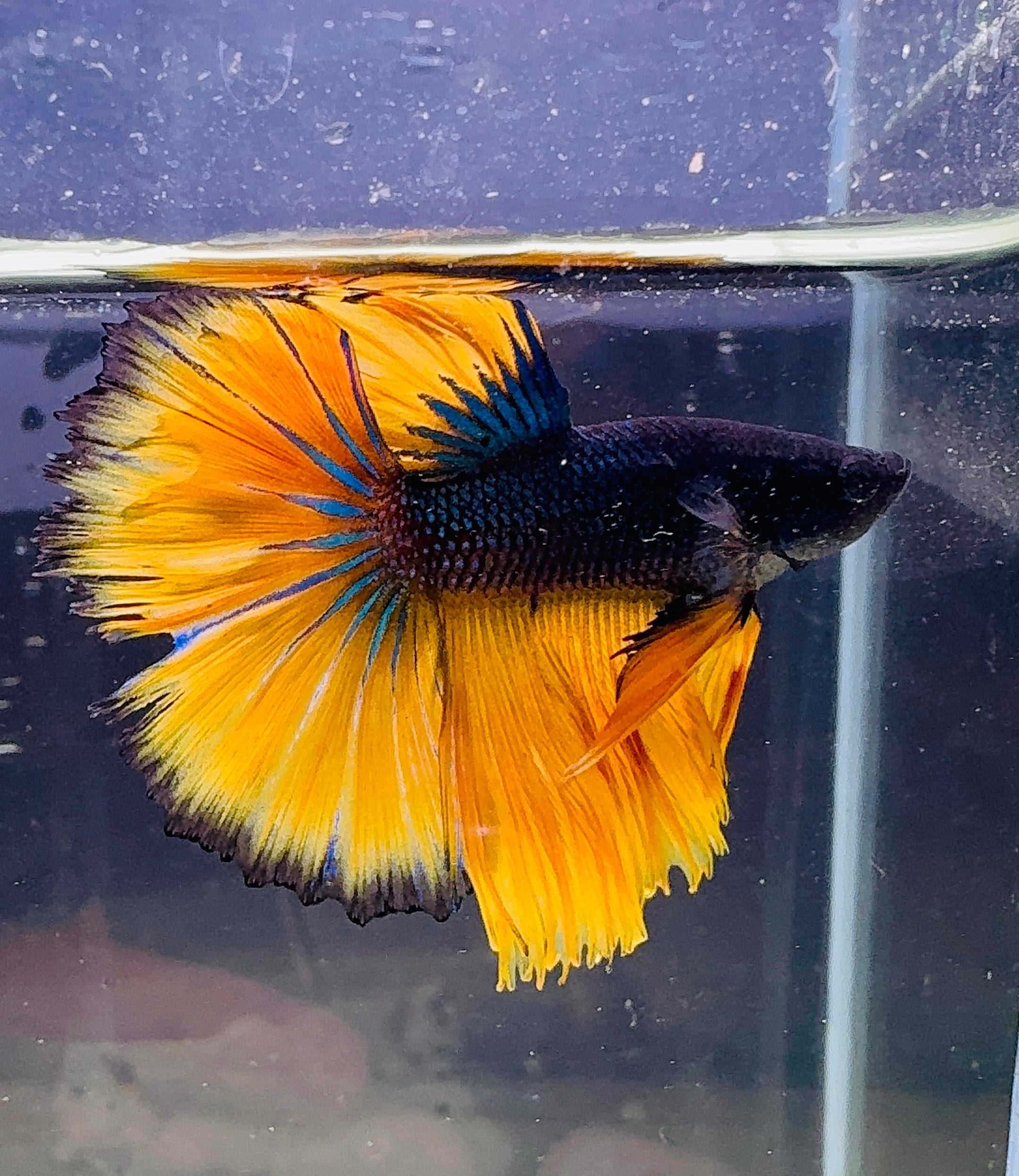 Betta Male - A Grade Half Moon Mustard