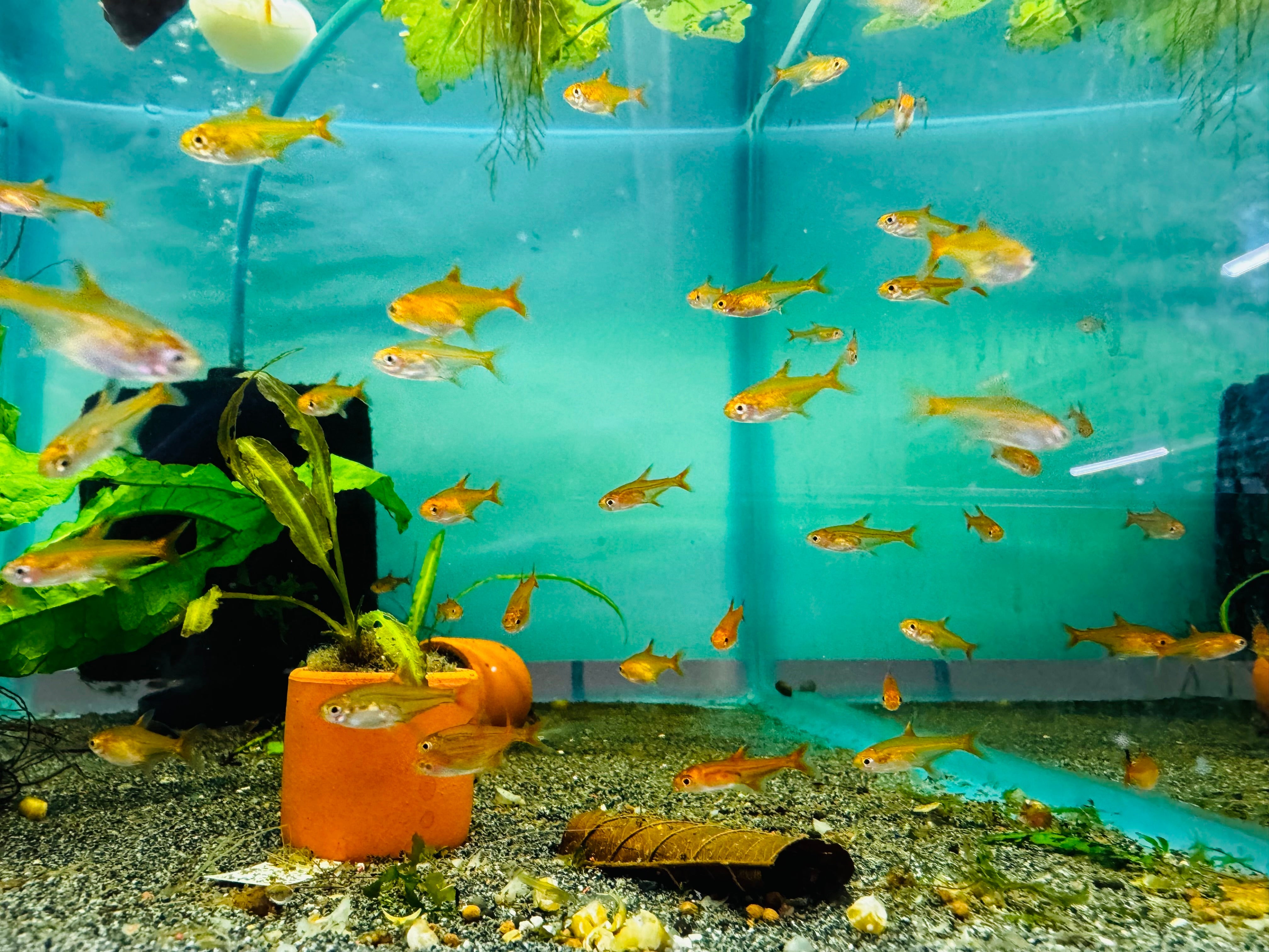 Tetra - Ember 2cm Micro Aquatic Shop