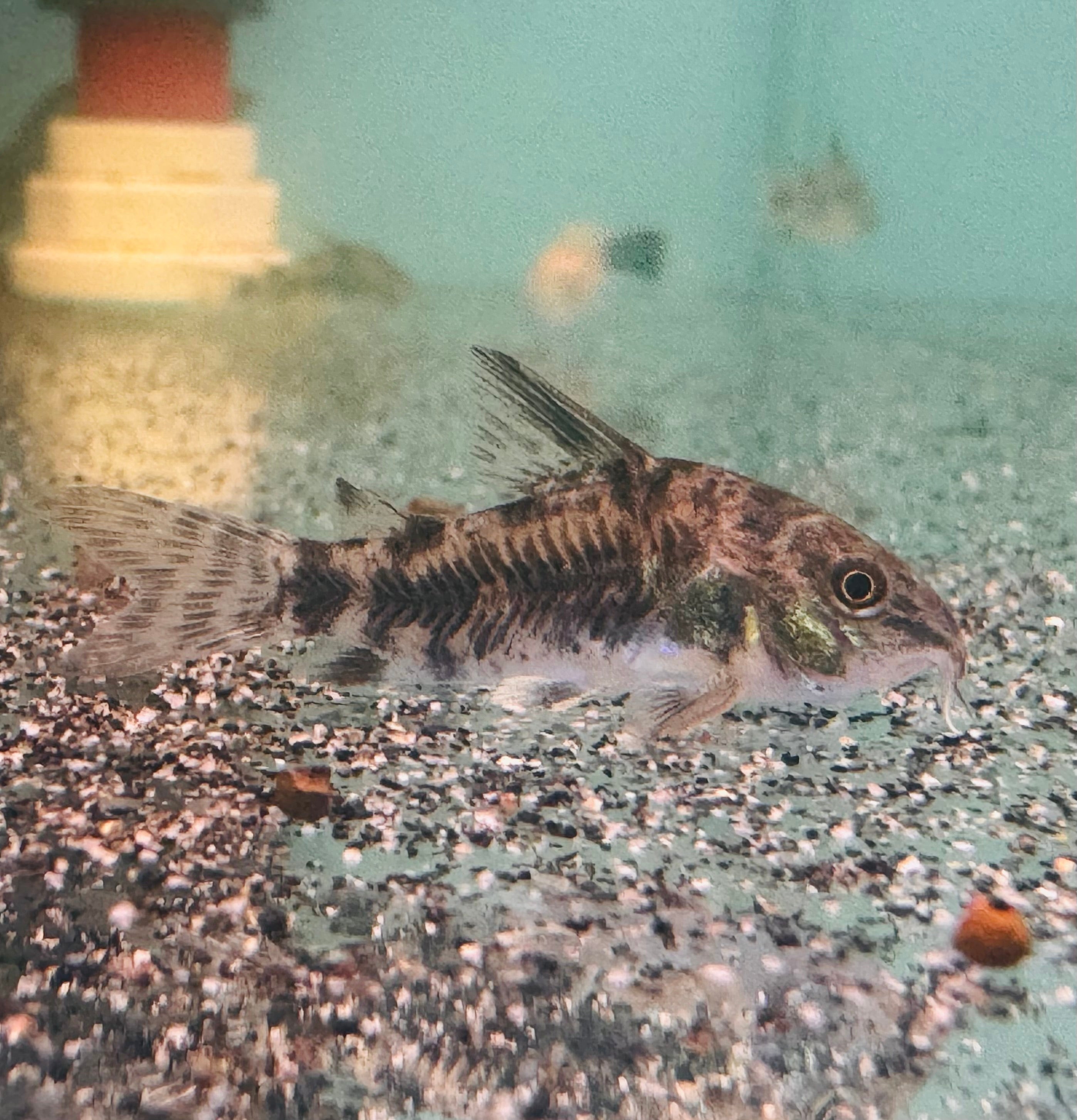 Buy 3 Get 1 Free Assorted Corydoras