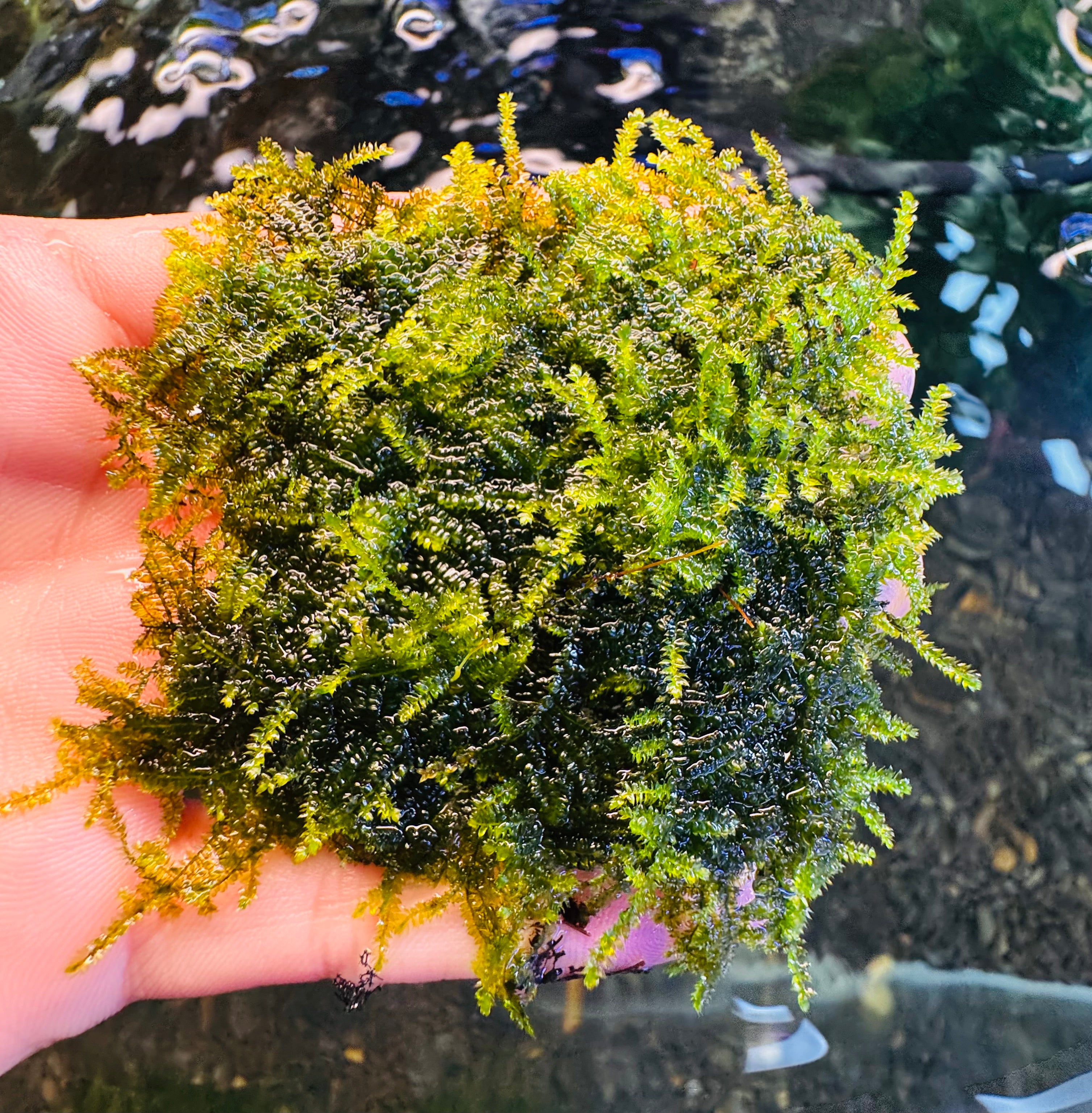 Vesicularia Montagnei - Christmas Moss