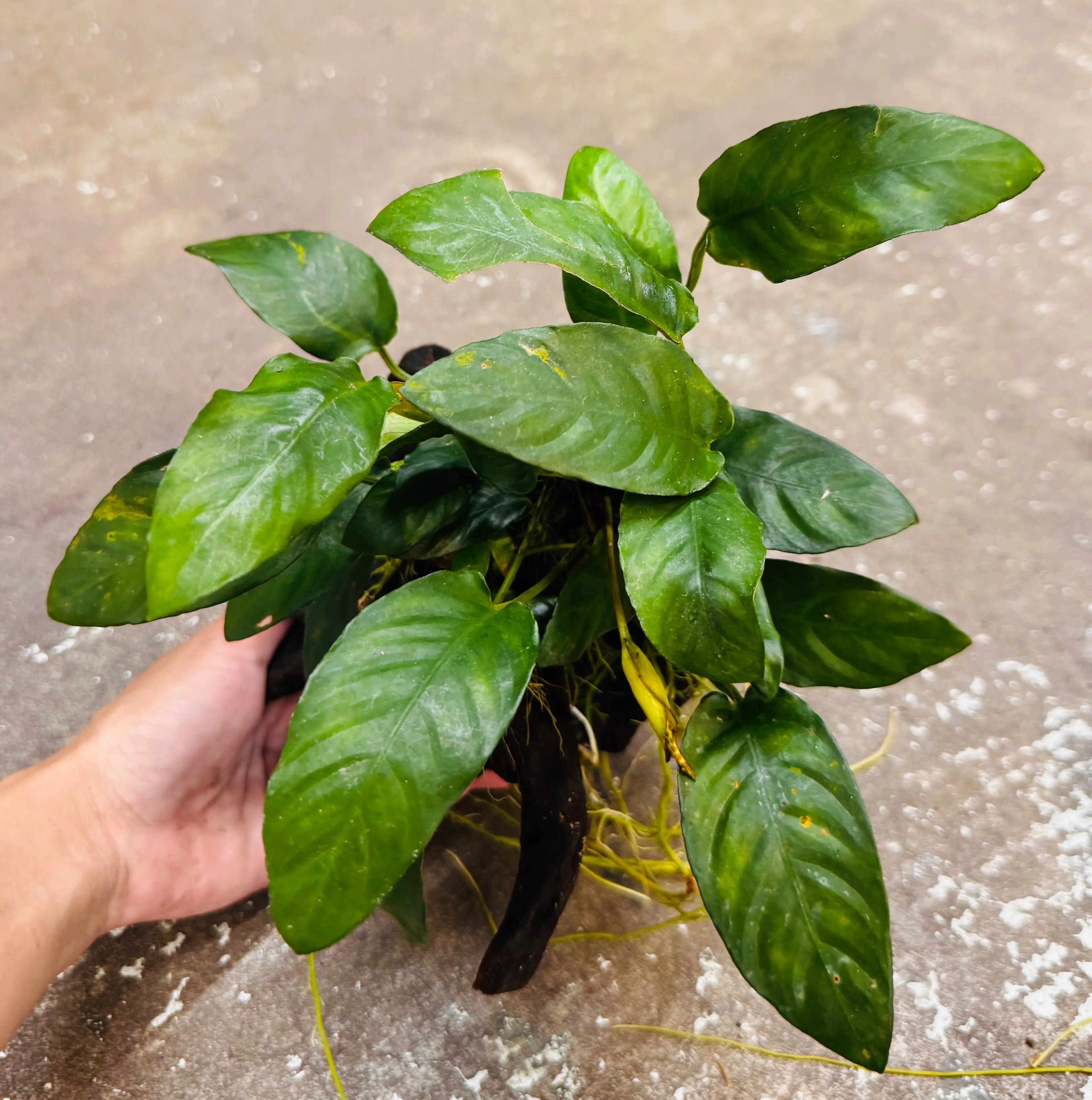 Assorted Anubias on Medium Driftwood Micro Aquatic Shop