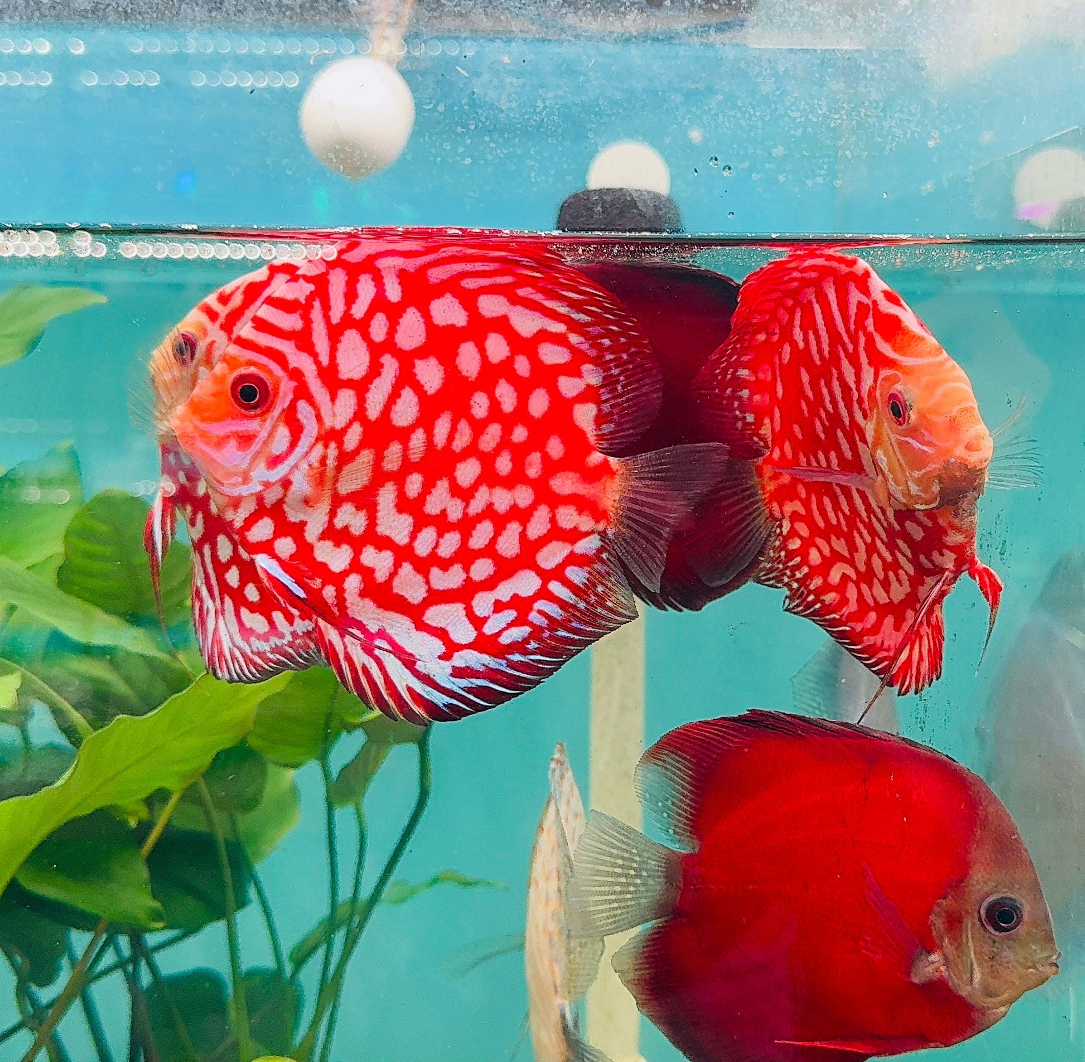 Flash Sale Discus - Random Color 7cm Nice Micro Aquatic Shop