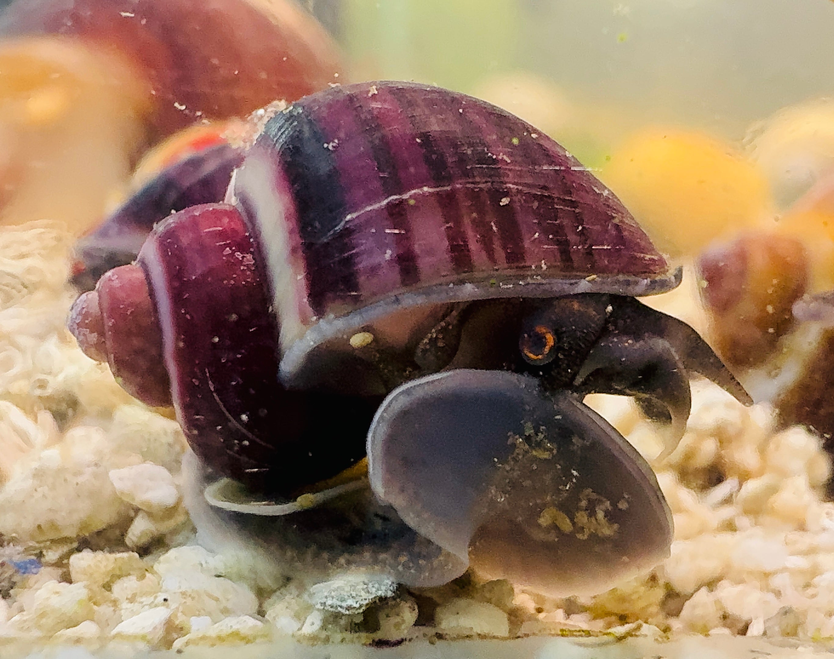 Rare Mystery Snail -Purple