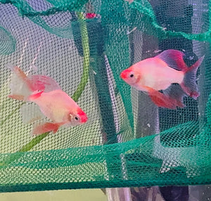 Barb – Longfin Platinum/Gold Barbs (Puntius tetrazona) 4cm Micro Aquatic Shop