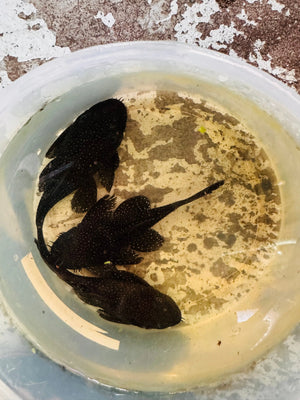 Peppermint Pleco Pair Micro Aquatic Shop