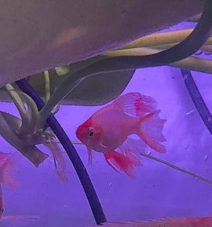 Barb – Longfin Platinum/Gold Barbs (Puntius tetrazona) 4cm Micro Aquatic Shop