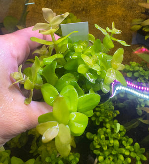 Buy 3 Get 1 Free Aquarium Plants Bundle Micro Aquatic Shop
