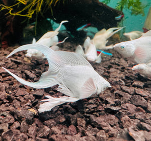 Mollies – Ribbon Diamond Eyes Platinum Balloon 4cm Micro Aquatic Shop