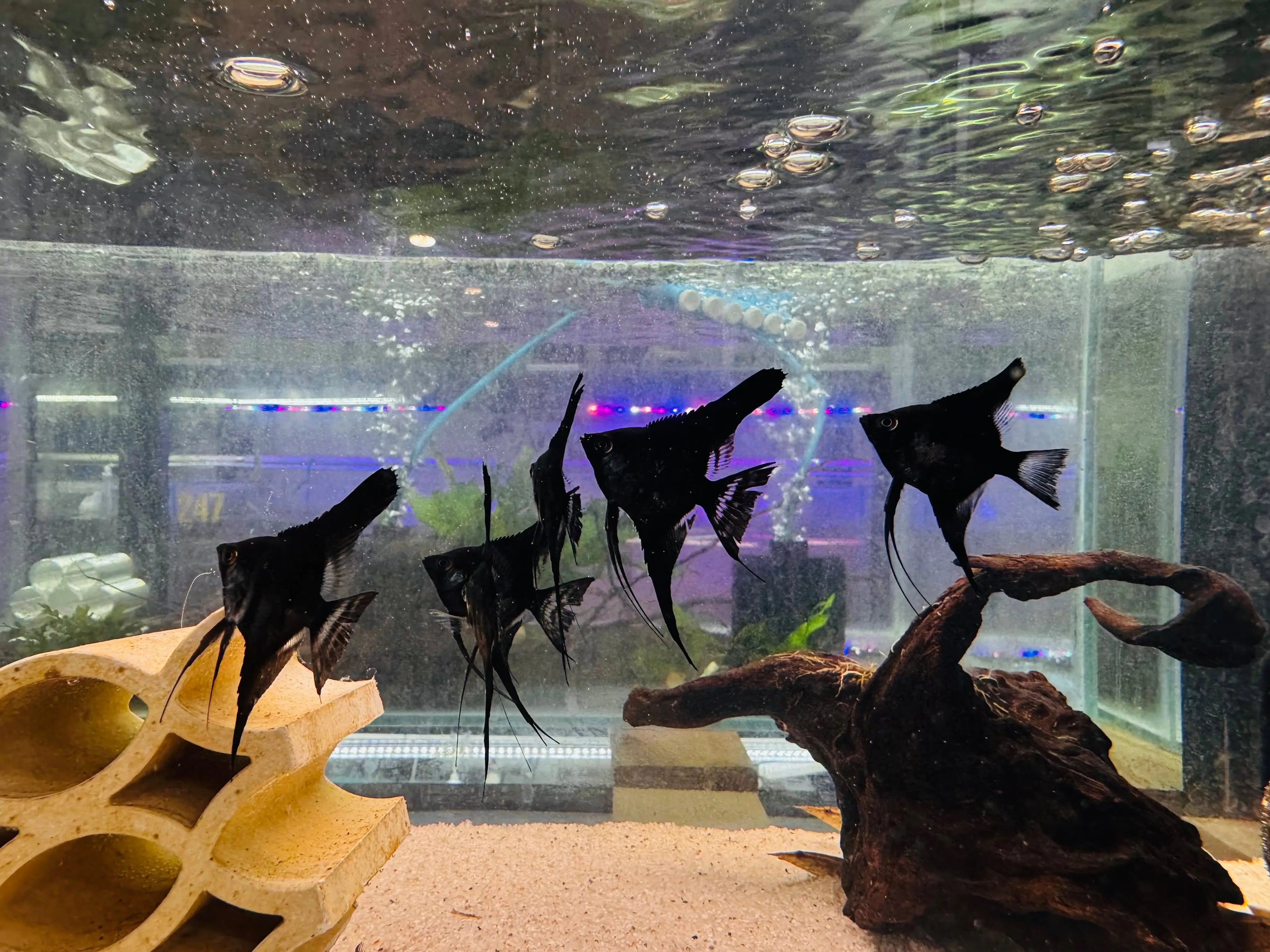 Angel Fish - Black Micro Aquatic Shop