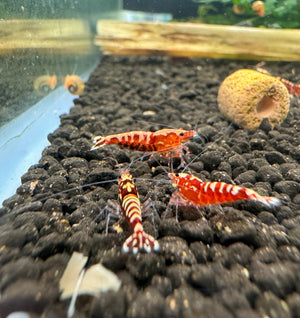 Cardina Shrimp -Red Galaxy Snowflake (High Grade) Micro Aquatic Shop