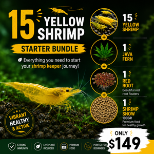 Yellow Cherry Shrimp Starter Bundle Micro Aquatic Shop