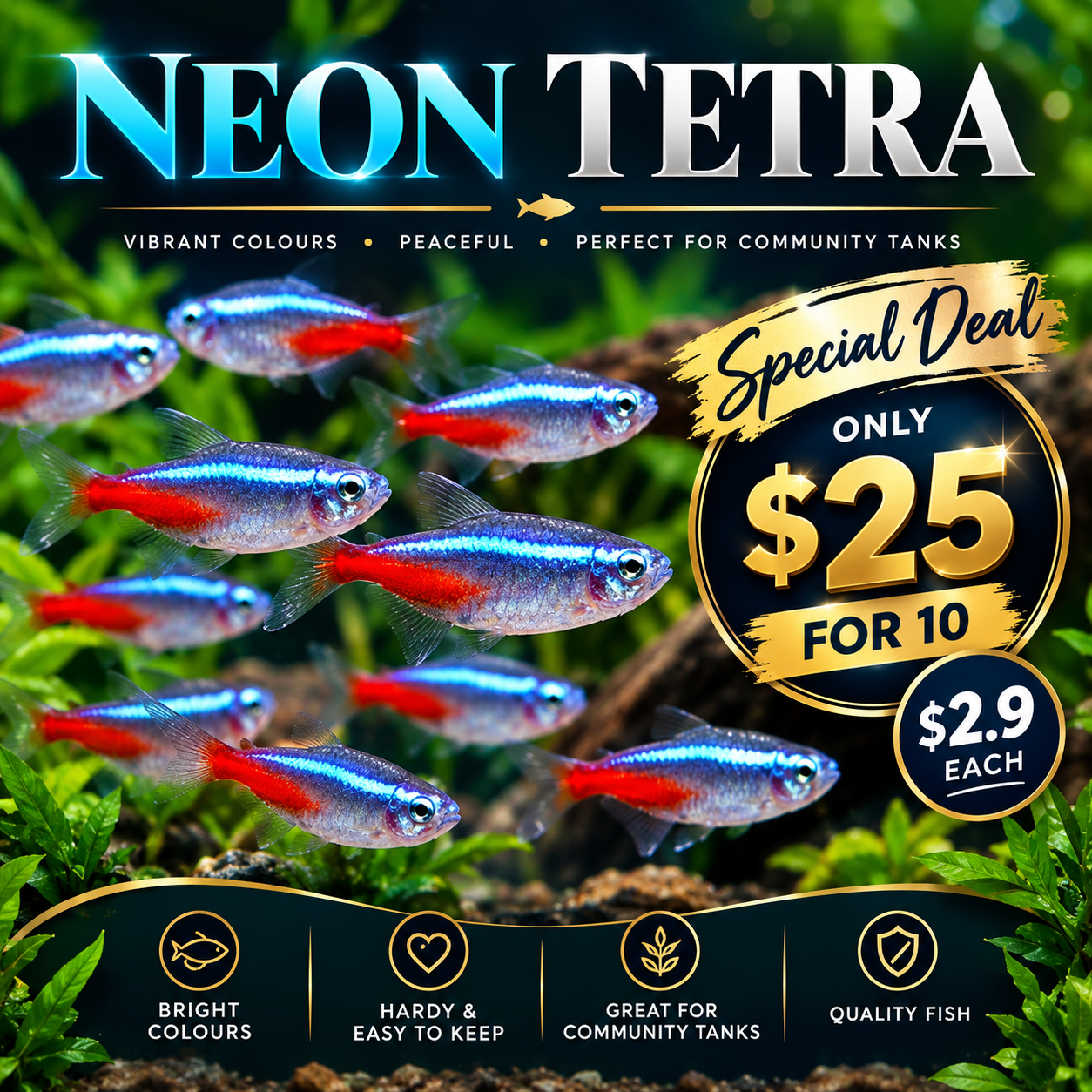 Tetra - Neon Tetra - Special Deal Only $25 For 10