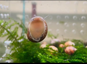 Nerite Snail | Algae Eater for Aquariums Micro Aquatic Shop