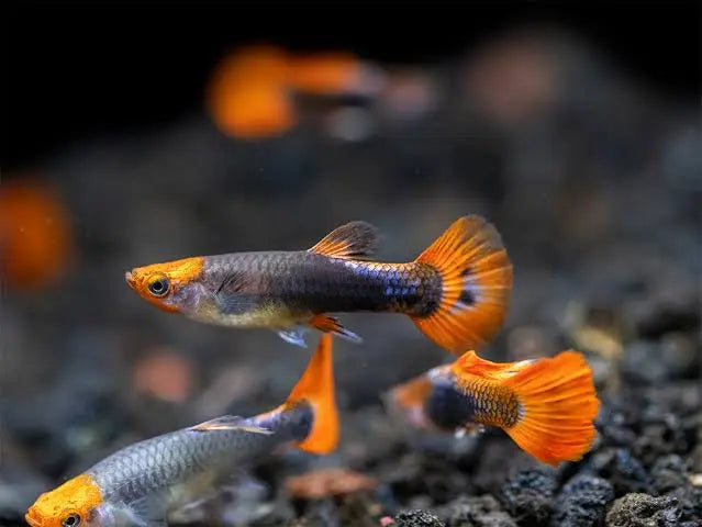 Guppy -Dwarf Koi Tuxedo 2cm Micro Aquatic Shop