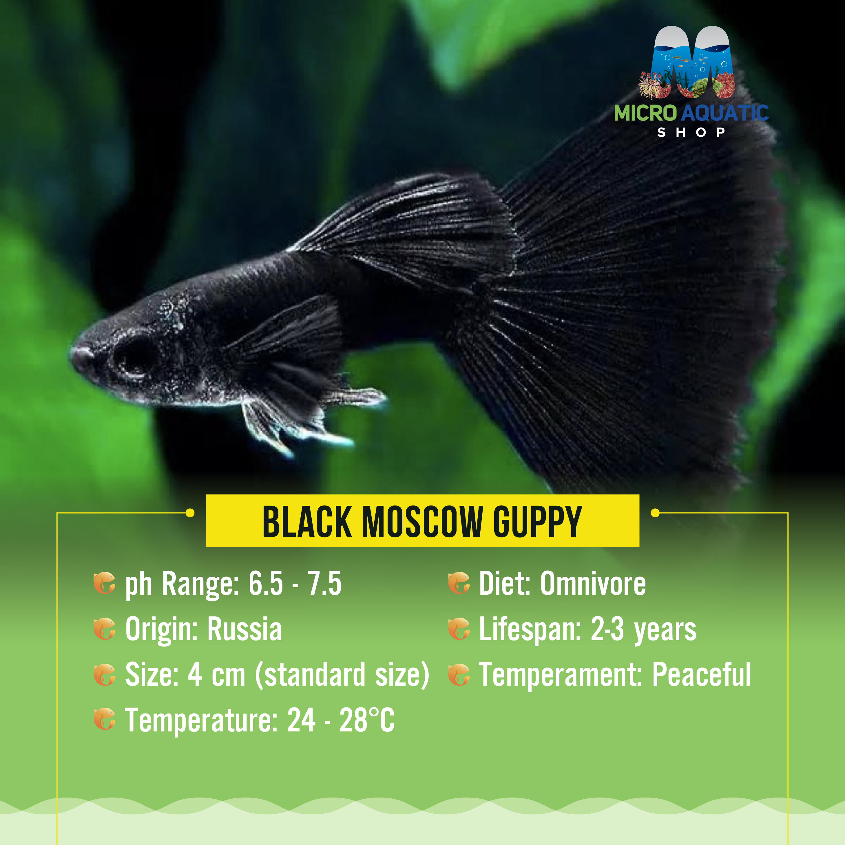 Guppy- Black Moscow Pair