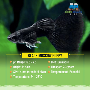 Guppy- Black Moscow Pair Micro Aquatic Shop