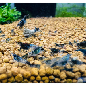 Cherry Shrimp - Blue Carbon 1cm Micro Aquatic Shop