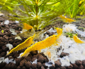 Cherry Shrimp - Golden Back Yellow 1cm Micro Aquatic Shop