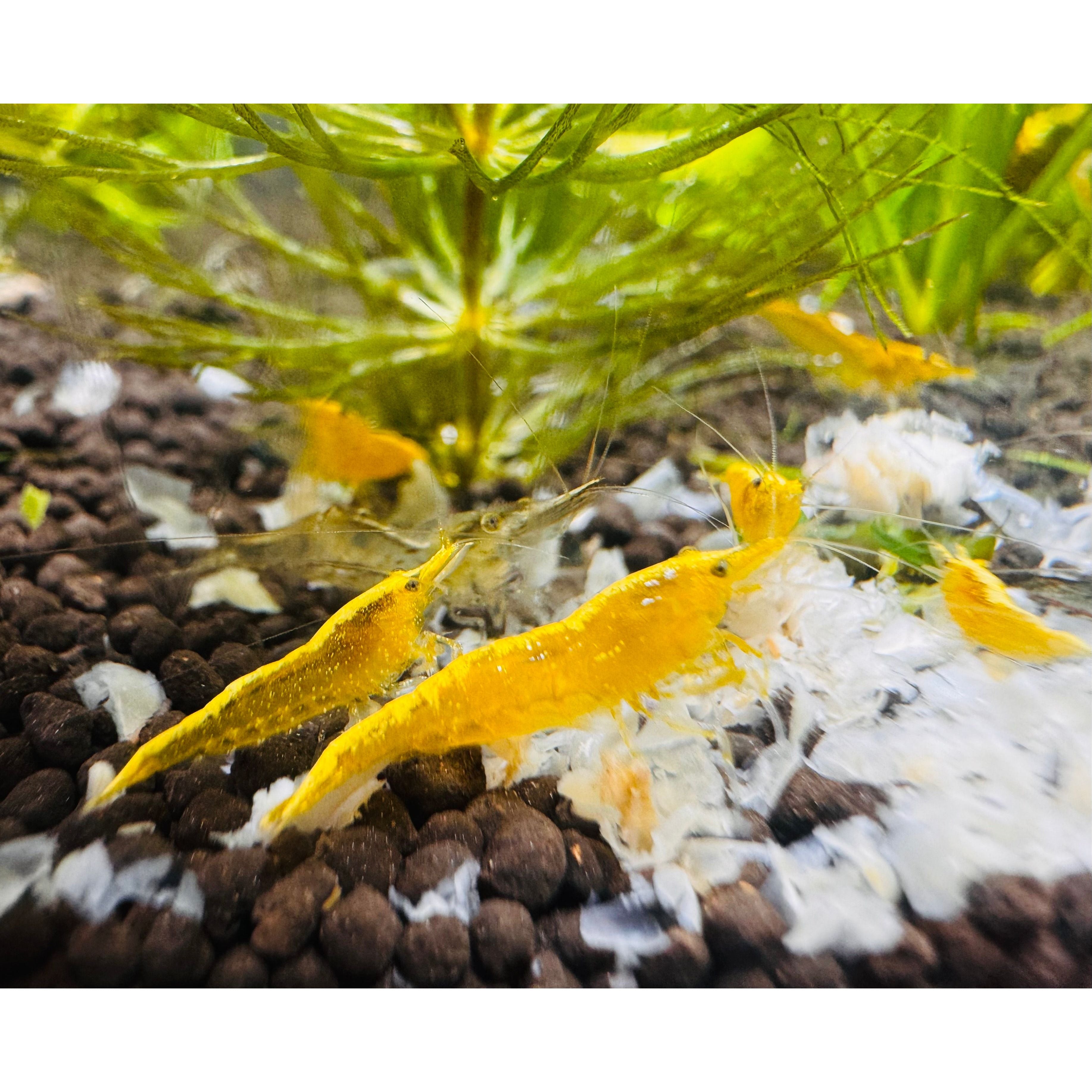 Cherry Shrimp - Golden Back Yellow 1cm Micro Aquatic Shop