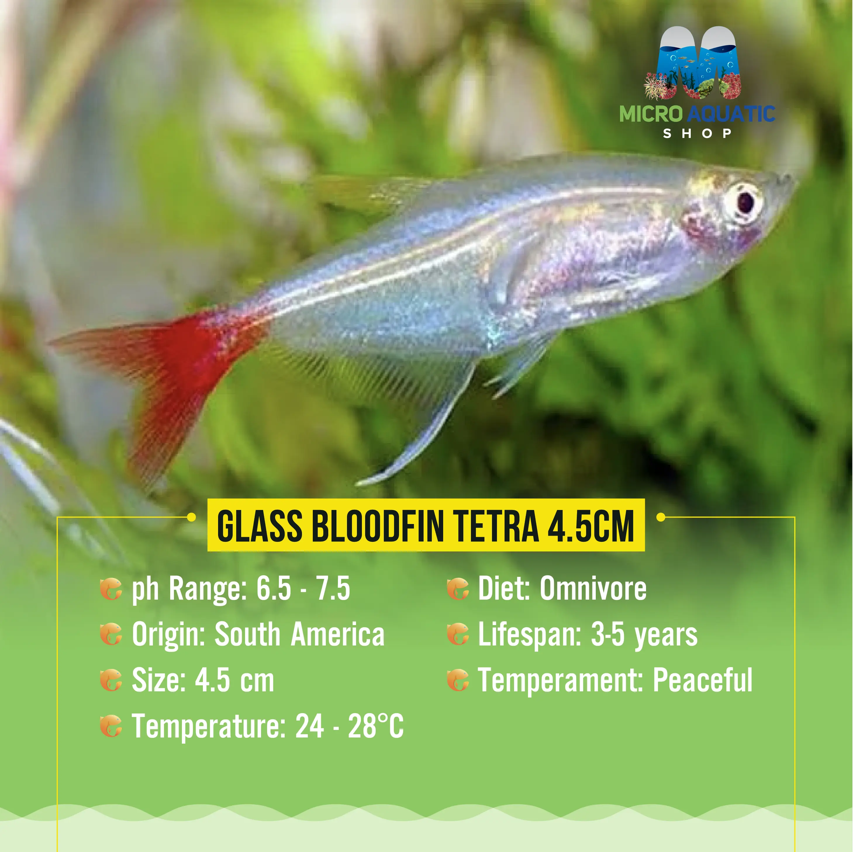 Glass Bloodfin Tetra 4cm Micro Aquatic Shop